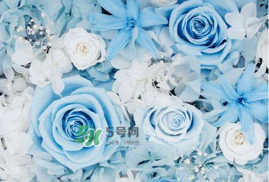 野獸派永生花會死嗎？野獸派永生花是什么？