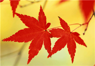 立秋后喝什么茶好？立秋后喝什么茶養(yǎng)生？