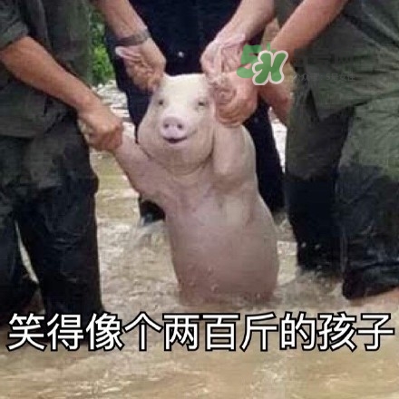網(wǎng)紅小豬表情包為什么火了？網(wǎng)紅小豬表情包怎么火的？