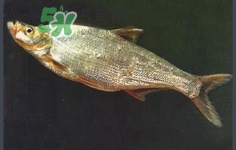 刁子魚(yú)是秋刀魚(yú)嗎？刁子魚(yú)是海魚(yú)嗎？