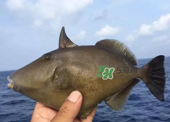 剝皮魚是什么魚？剝皮魚是深海魚嗎