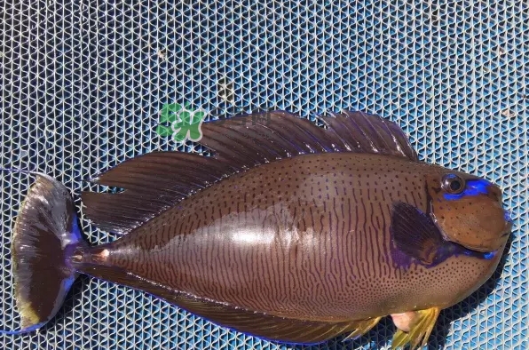 剝皮魚是什么魚？剝皮魚是深海魚嗎