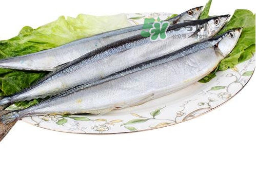 秋刀魚是海魚嗎？秋刀魚是淡水魚還是海魚