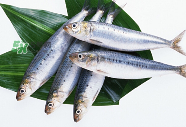 沙丁魚和秋刀魚有什么不一樣？秋刀魚和沙丁魚的區(qū)別