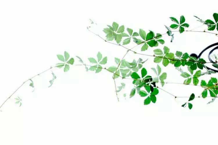 這世上，只有一種男人不會(huì)出軌
