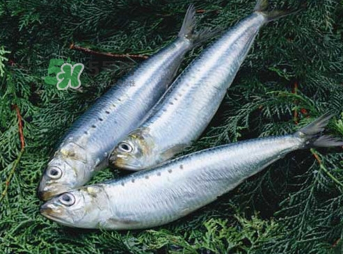 沙丁魚和秋刀魚有什么不一樣？秋刀魚和沙丁魚的區(qū)別
