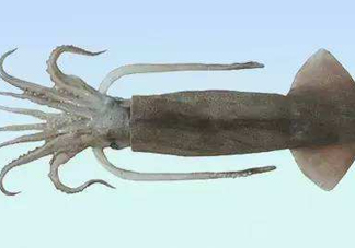 筆管魚(yú)是魷魚(yú)嗎？筆管魚(yú)和魷魚(yú)的區(qū)別