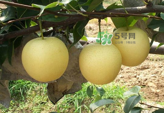 雪花梨是雪梨嗎？雪花梨和雪梨的區(qū)別