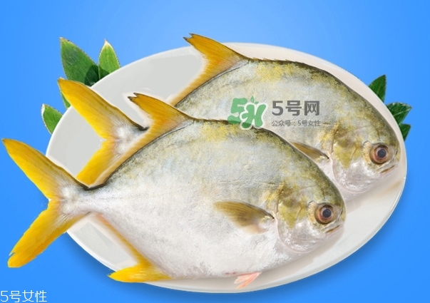 金鯧魚是海魚嗎？金鯧魚的刺多嗎？