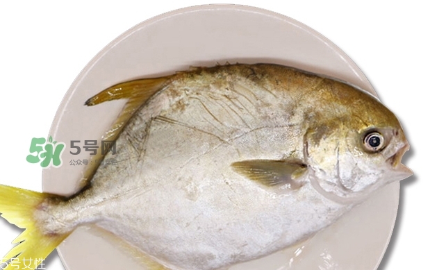 金鯧魚是海魚嗎？金鯧魚的刺多嗎？