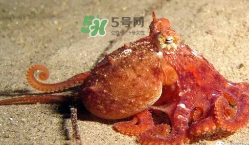 章魚有牙齒嗎？章魚天敵是什么