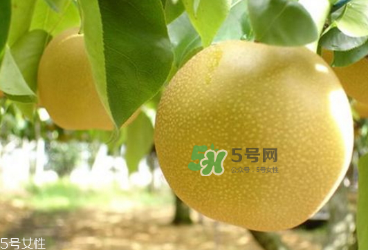 貢梨可以做冰糖雪梨嗎？貢梨可以燉川貝嗎？