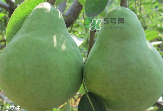 巴梨怎么吃？巴梨是熱性還是涼性的？