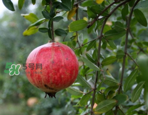 河陰石榴什么時(shí)候成熟？河陰石榴多少錢(qián)一斤？