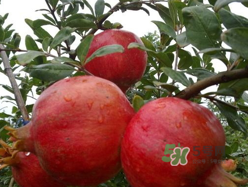 河陰石榴什么時(shí)候成熟？河陰石榴多少錢(qián)一斤？