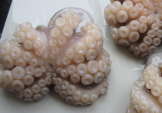 章魚有牙齒嗎？章魚天敵是什么