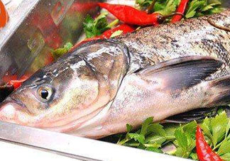 花鰱魚(yú)多少錢(qián)一斤市場(chǎng)價(jià)2022 花鰱魚(yú)是什么魚(yú)