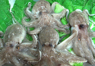 章魚會咬人嗎？章魚會吃人嗎