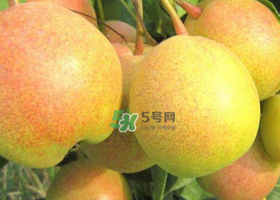 蘋果梨是轉(zhuǎn)基因還是變基因？蘋果梨的功效與作用