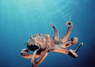 章魚是墨魚嗎？章魚有哪些特性