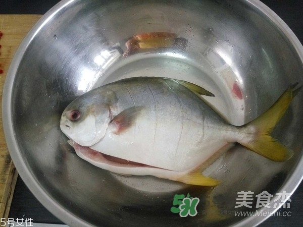 金鯧魚是海魚嗎？金鯧魚的刺多嗎？