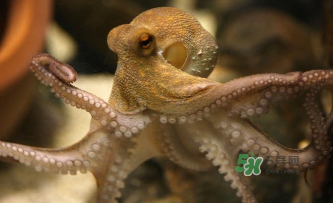 章魚會(huì)咬人嗎？章魚會(huì)吃人嗎