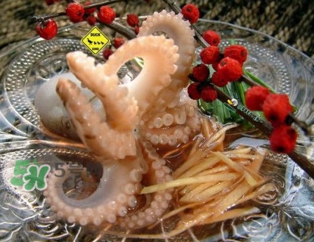章魚有幾只腳？章魚有幾個爪子