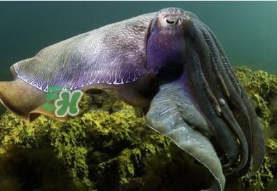 章魚(yú)是墨魚(yú)嗎？章魚(yú)有哪些特性
