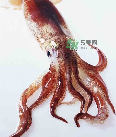 魷魚是墨魚嗎？魷魚和墨魚的區(qū)別