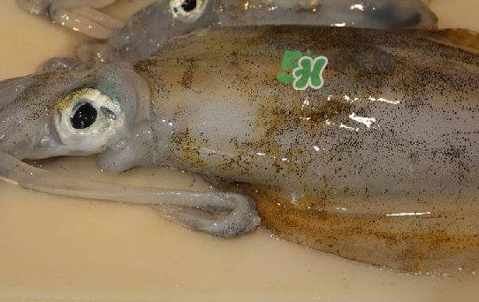 新鮮魷魚怎么保存？魷魚可以冷凍嗎