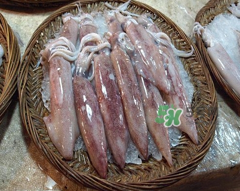 新鮮魷魚怎么處理？魷魚怎么清洗？