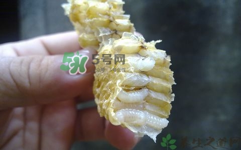 蜂蛹和枸杞能一起泡酒嗎？蜂蛹和枸杞泡酒的功效
