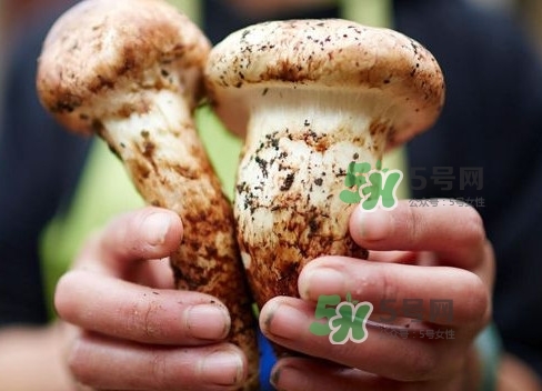 新鮮松茸用水焯嗎？新鮮松茸洗時用水浸泡嗎