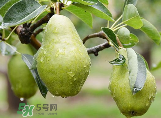 香蕉梨怎么熟的快？香蕉梨怎么變軟？