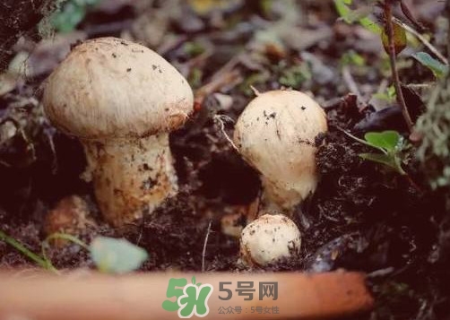產(chǎn)婦能吃松茸嗎？哺乳期可以吃松茸嗎