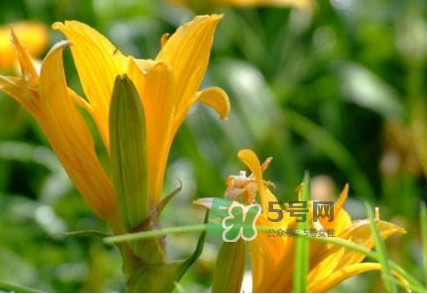 新鮮黃花菜怎么處理？干黃花菜怎么處理