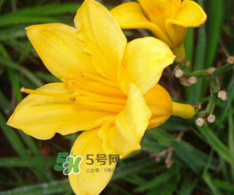 黃花菜是下奶的嗎？黃花菜是發(fā)奶的嗎