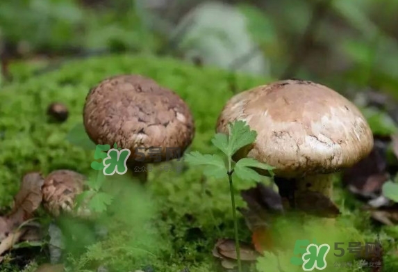 新鮮松茸用水焯嗎？新鮮松茸洗時用水浸泡嗎
