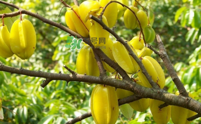 楊桃是什么季節(jié)的水果？楊桃怎么吃營養(yǎng)價值最高？