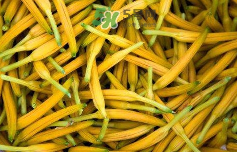 黃花菜是忘憂草嗎？黃花菜是不是金針菜