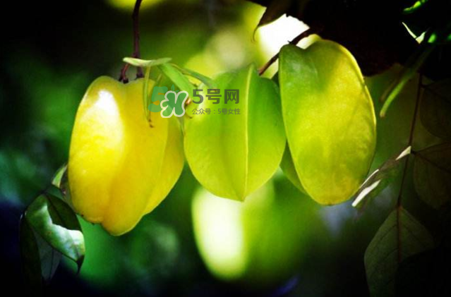 楊桃是什么季節(jié)的水果？楊桃怎么吃營養(yǎng)價值最高？