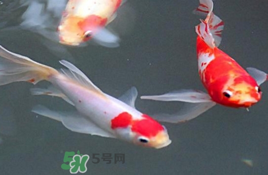 錦鯉多少錢一條？錦鯉怎么養(yǎng)不容易死