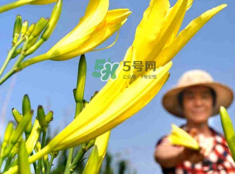 黃花菜是下奶的嗎？黃花菜是發(fā)奶的嗎