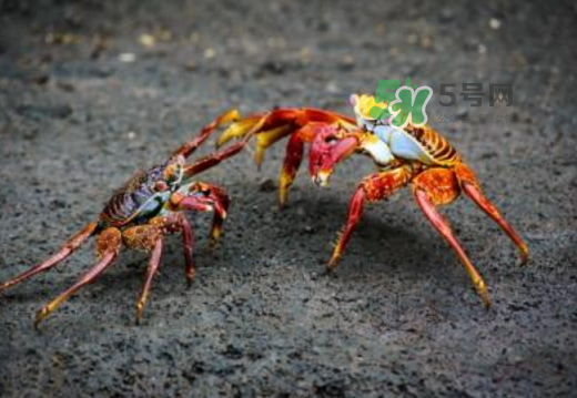 紅印蟹怎么回事？紅印蟹有什么不同？
