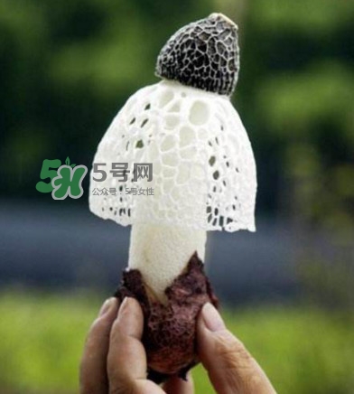 新鮮竹蓀怎么保存？干竹蓀怎么保存