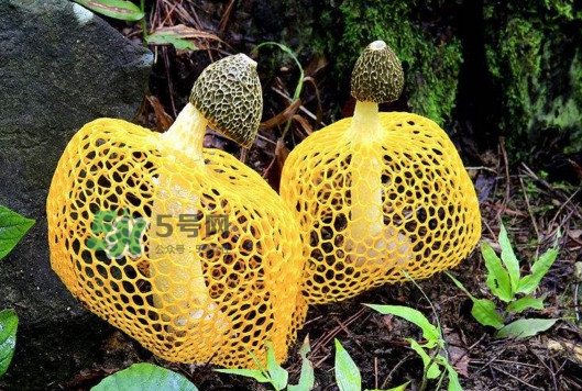 新鮮竹蓀怎么清洗？新鮮竹蓀怎么處理