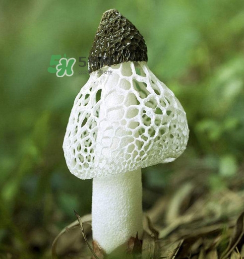 竹蓀黑色菌蓋能吃嗎?竹蓀食用禁忌是什么 竹蓀黑色菌蓋能吃嗎?竹蓀食用禁忌是什么