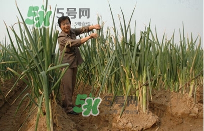 大蔥什么時(shí)候種植？大蔥什么時(shí)候上市