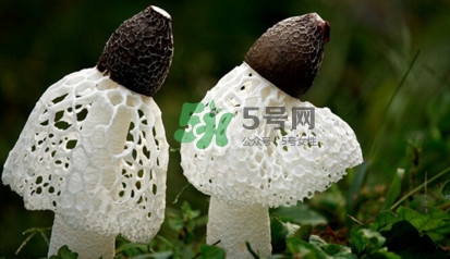 竹蓀黑色菌蓋能吃嗎?竹蓀食用禁忌是什么 竹蓀黑色菌蓋能吃嗎?竹蓀食用禁忌是什么