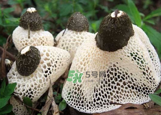 竹蓀是發(fā)物嗎？竹蓀是涼性的嗎
